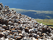 Schafe im Film Alpsummer